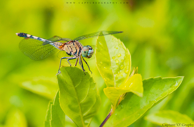 Dragon Fly Macro Photography