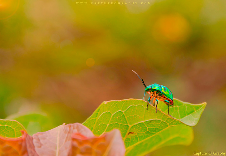 Jewel Bug Macro Photography